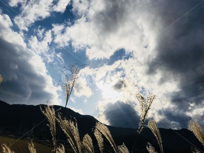 갈대,가을,노을,빛,구름,산,풍경,사진,풍경사진,가을,계절,fall,autumn,season,자연,풍경,nature,landscape,grass,잔디,plant,식물,flare,플레어,light