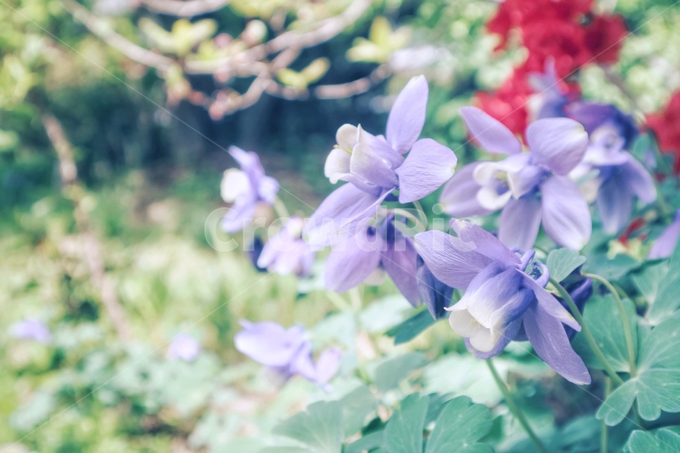 매발톱,꽃,flower,spring,봄,보라색,봄,계절,spring,season,식물,자연,plants,nature,꽃,flower,감성,sensible,feeling,plant,blossom