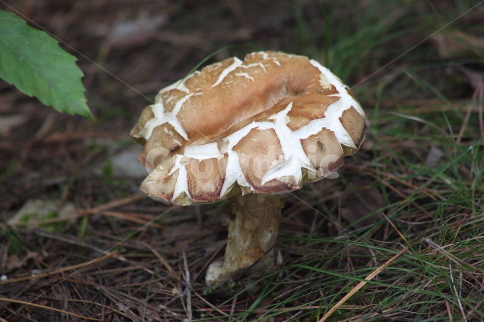 버섯,식물,mushroom,진균류,fungus,버섯,mushroom