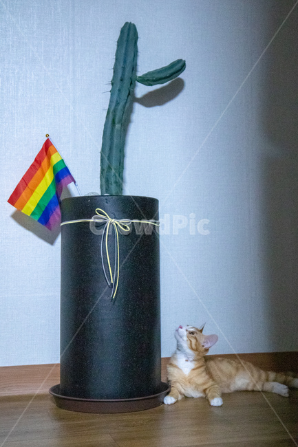 아기고양이,집고양이,선인장,레인보우플래그,치즈태비,동물,animal,포유류,mammal,고양이,cat,kitten,kitty