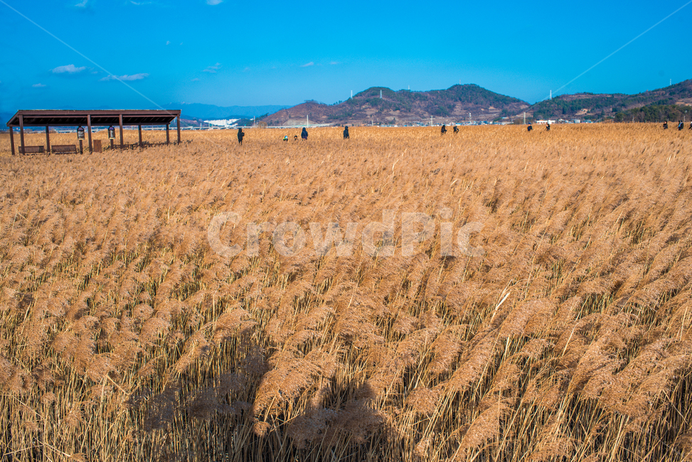 억새,억새풀,식물,plant,갈대,grain,잔디,reed,가을,계절,fall,autumn,season