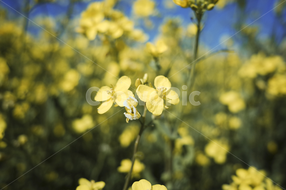 유채꽃,유채,yellow,plant,식물,flower,꽃,봄,봄꽃,노란꽃,green,노란,초록
