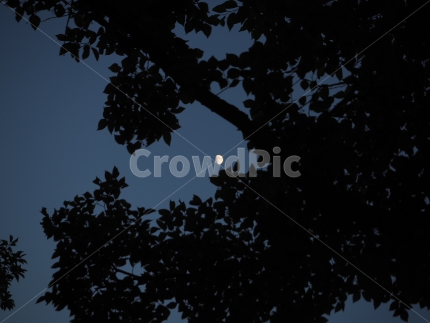 nature,자연,outdoors,옥외,달,하늘,나무