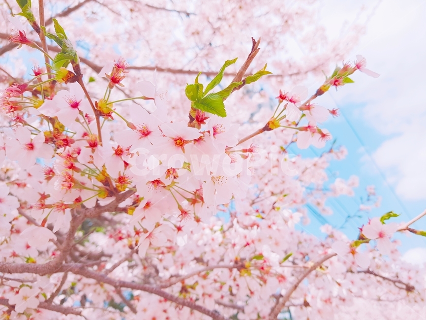 꽃,식물,flower,벗꽃,봄,자연,풍경,사쿠라,식물,자연,plants,nature,꽃,flower