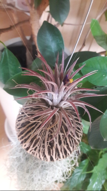 plant,식물,미세먼지식물,틸란드시아,틸란,식물,자연,plants,nature