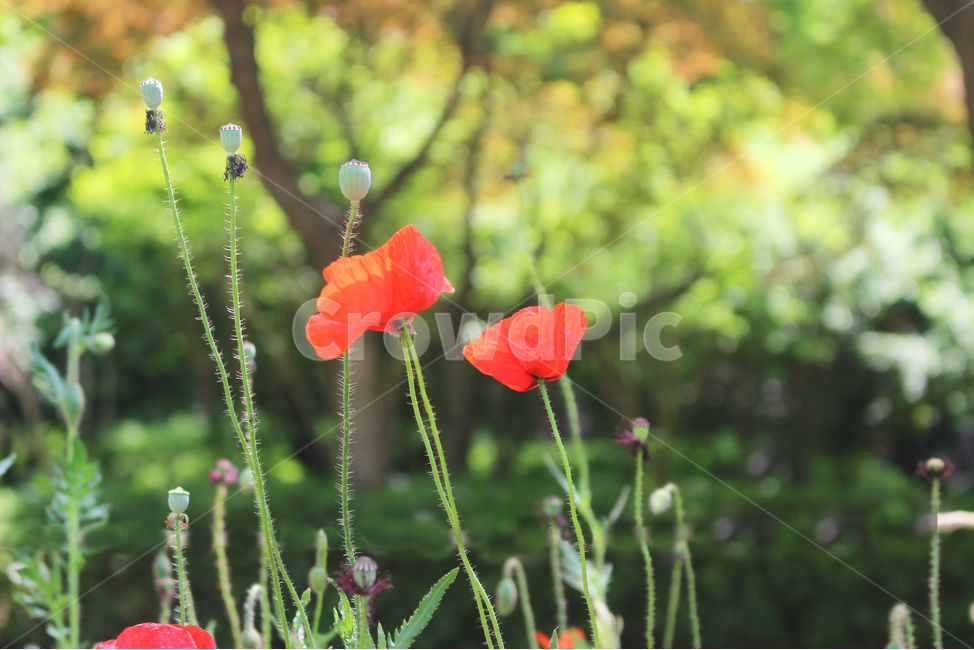 양귀비,꽃,자연,빨강,감성사진,red,flower
