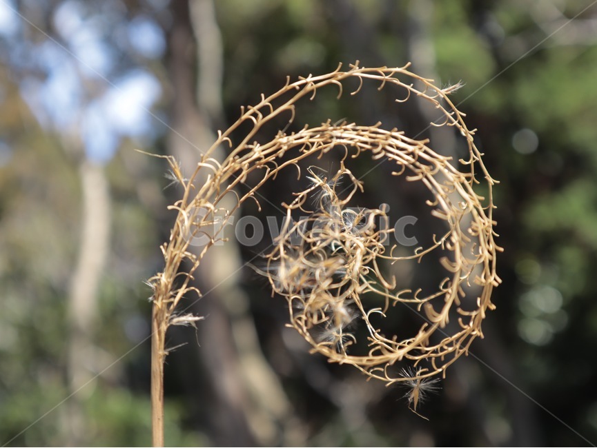 풀,마른풀,원형풀,말린풀,굽은풀,잡초,식물,자연,plants,nature