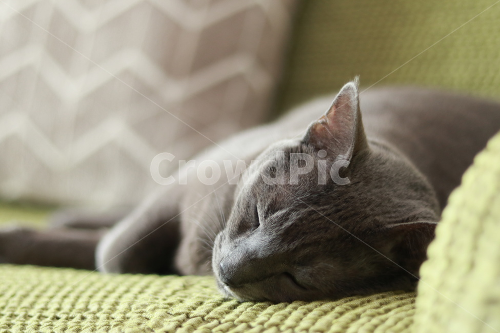 러시안블루,고양이,집냥이,애완동물,반려묘