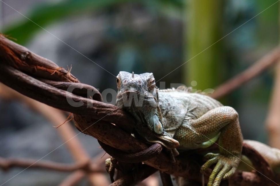 이구아나,파충류,동물,나무,나뭇가지,식물,animal,iguana,동물,animal,파충류,양서류,reptile,amphibian