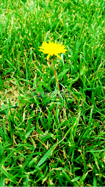 민들레,plant,식물,grass,잔디,꽃