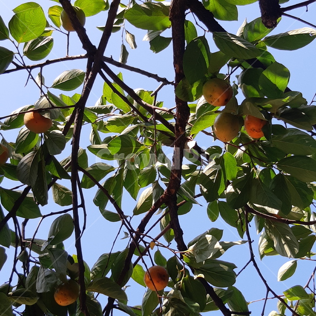 plant,식물,음식,나무,감,과일,fruit,청량한,하늘,배경,나뭇잎,파란하늘,과일,열매,fruit