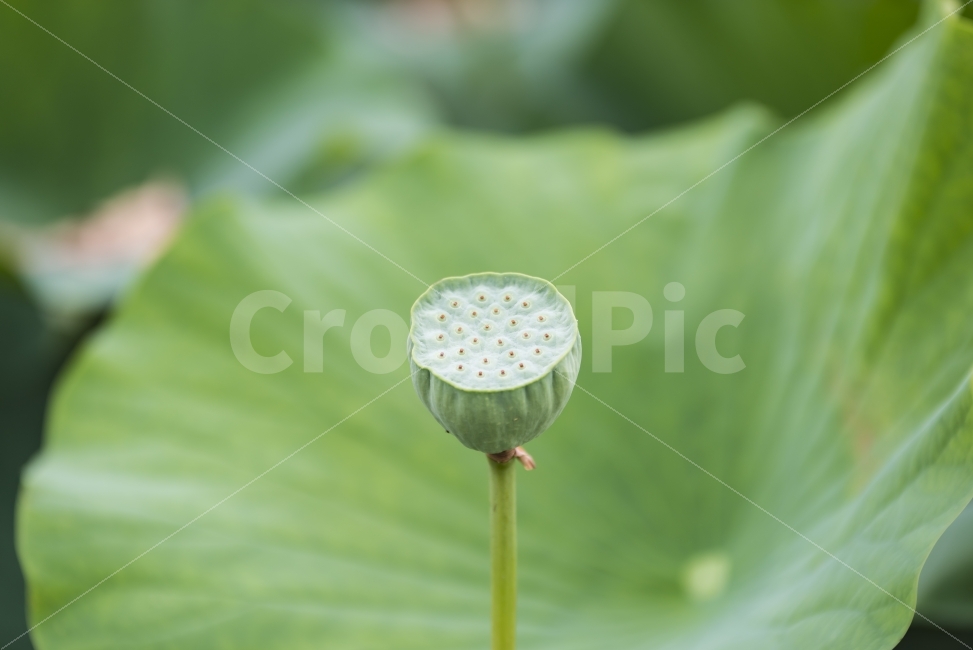 연잎,봉오리,green,ponds,leaf,연못,정원,가든,자연,garden,field,nature,연밥,열매,lotus,seed,씨앗,식물,plant,배경,background,배경이미지,배경화면,바탕화면,식물,자연,plants,nature,꽃,flower