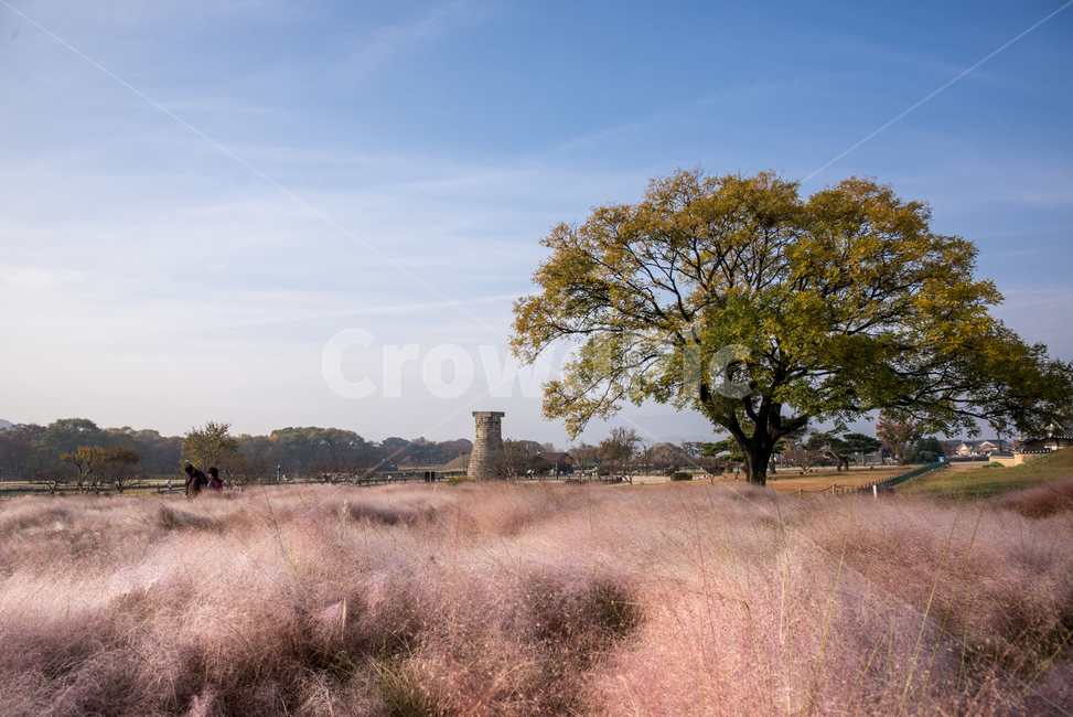 경주시,핑크뮬리,가을,첨성대,관광지,세계문화유산,유네스코,문화유산,한국,경상북도,신라,관광,전설,설화,역사,탑,별,밤,하늘,북두칠성,별관측,천문대,핑크,아침,가을,계절,fall,autumn,season,한국전통,한국문화,korean traditional,korean culture,랜드마크,landmark,tourist attraction,한국랜드마크,한국관광지,한국명소,korea landmark,korea tourist attraction,nature,자연,outdoors,옥외,grassland,목초지,field,들,savanna,대초원,tree,나무,plant,식물
