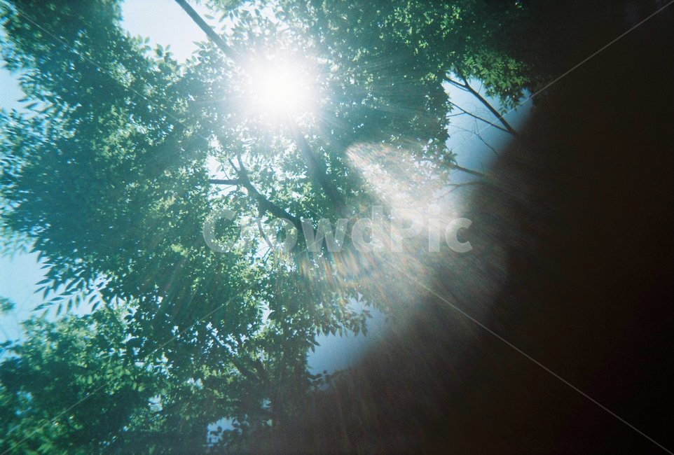 필름,야외,나무,빛,green