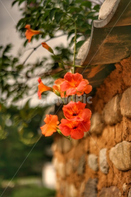 꽃,자연,가을,풍경,가을풍경,식물,자연,plants,nature,꽃,flower
