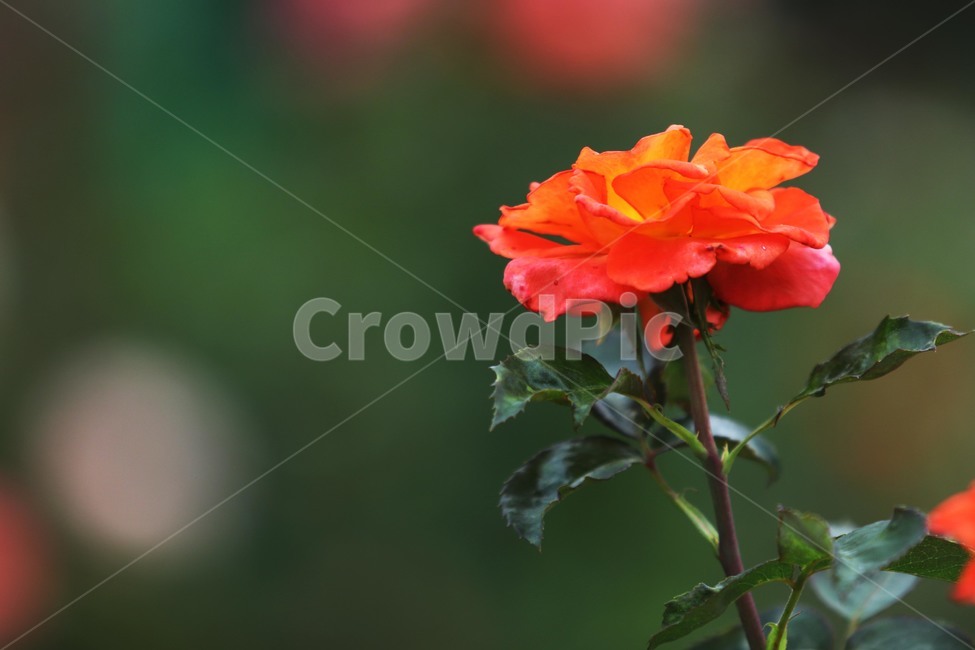 rose,식물,꽃,장미,6월