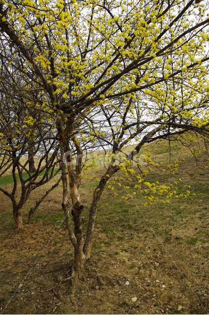 산수유,자연,nature,식물,plant,꽃,flower,나무,봄,spring,계절,봄,계절,spring,season,자연,풍경,nature,landscape,tree,grassland,목초지,field,들,outdoors,옥외
