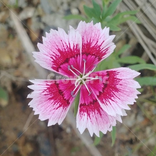 야생화,들꽃,꽃,여름꽃,들꽃사진,식물,자연,plants,nature,꽃,flower