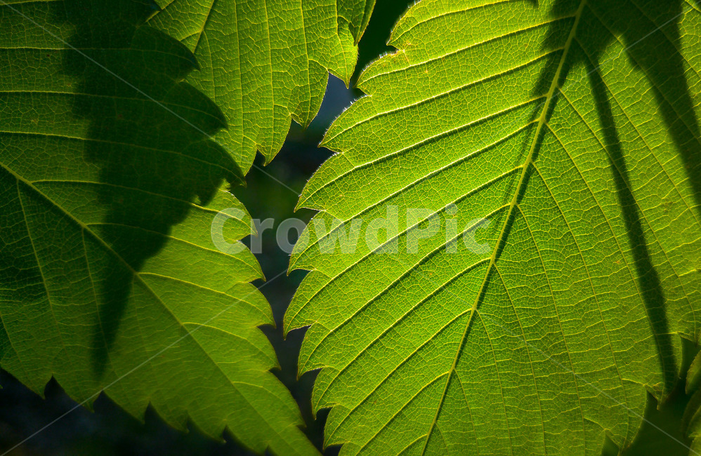 잎,나뭇잎,녹색,역광,감성,분위기,자연,풀잎,투명,접사,식물,식물,자연,plants,nature