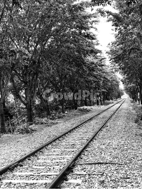 흑백,오후,철길,나무,전주,자갈,흑백,모노톤,monochrome,black and white,교통,교통수단,traffic,transportation,rail,레일,train track,기찻길,railway,철도,gravel,dirt road,흙길,road,도로