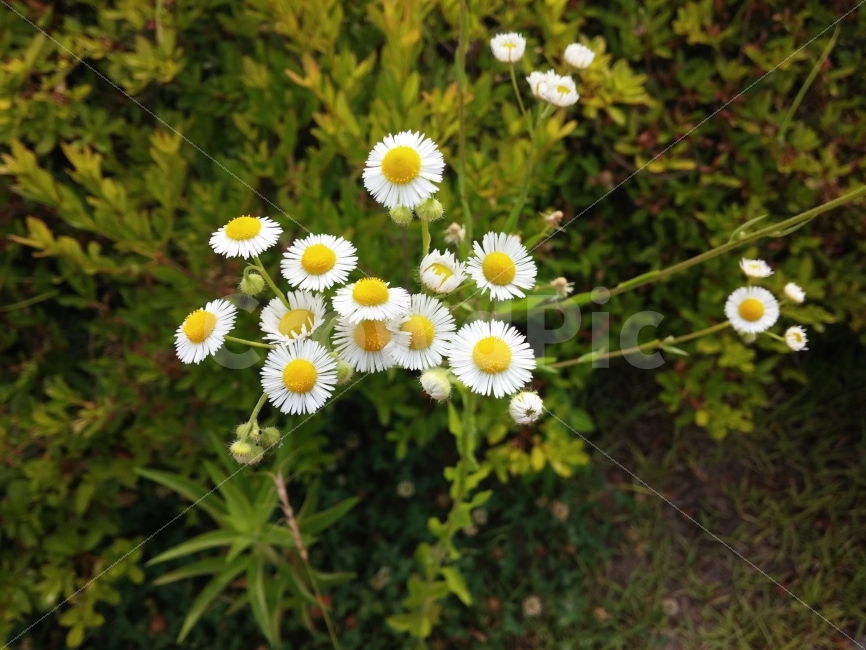 꽃,들꽃,야생꽃,flower,wildflower,강변,riverside,102photo,식물,자연,plants,nature,꽃,flower