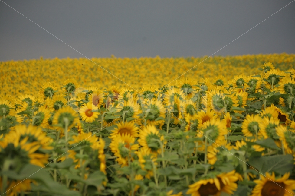자연,해바라기,꽃밭,감성,분위기,일본,북해도,노랑,자연,풍경,nature,landscape,식물,plants,꽃,flower