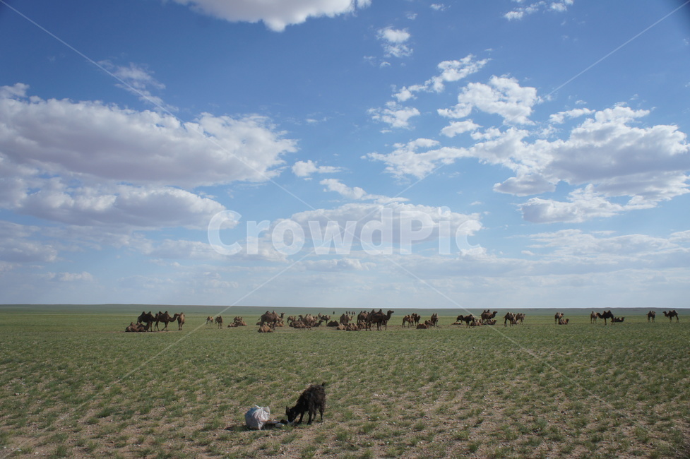 mongolia,sky,몽골,낙타,camel,하늘,초원,말,풍경,구름