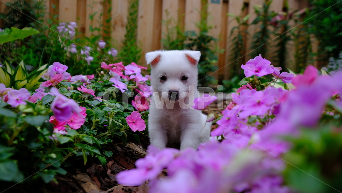강아지,아기강아지,댕댕이,dog,garden,flower,꽃,정원,귀여움,동물,animal,포유류,mammal,개,강아지,dog,doggy