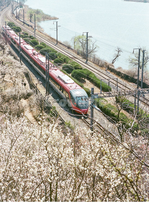 기차,매화,철도,기찻길,매화축제,순매원매화,양산매화,부산매화,원동매화,원동순매원,봄,계절,spring,season,여행,휴가,traveling,vacation,trip,교통,교통수단,traffic,transportation,rail,레일,train track,railway,train,vehicle,차량