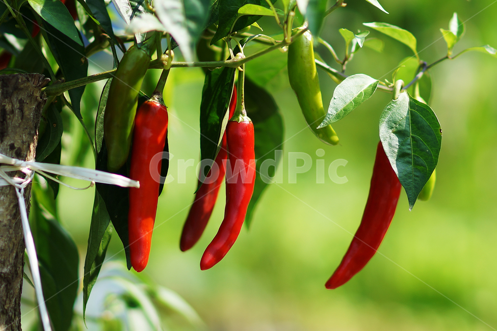빨간고추,풋고추,고추,가을,수확,식물,자연,plants,nature,채소,야채,vegetables