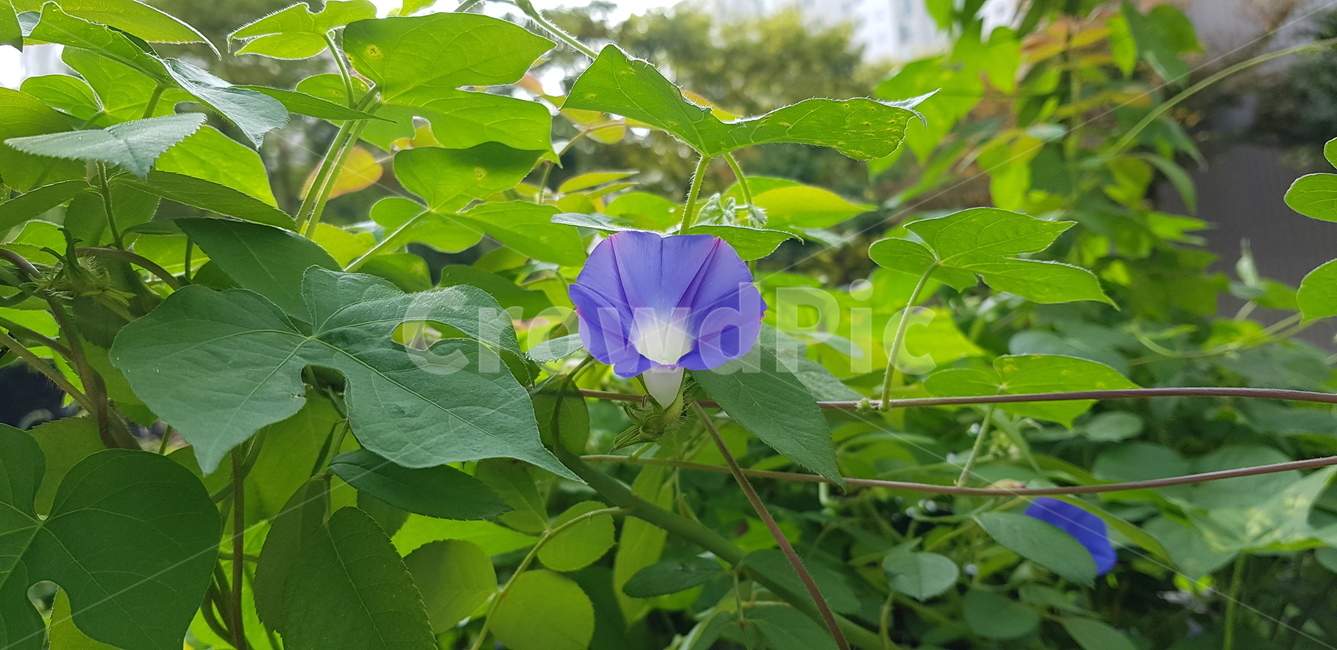 꽃,나팔꽃,보라,잎,줄기,덩쿨,초록