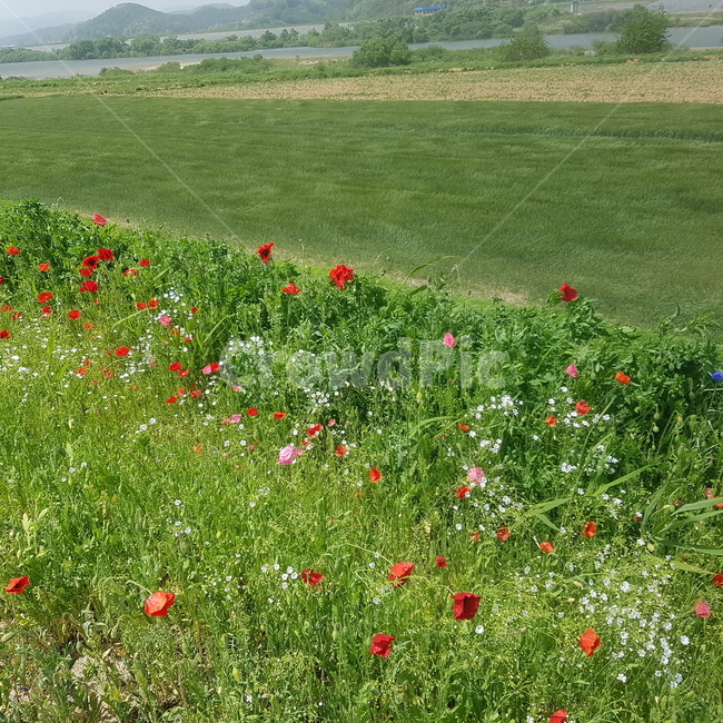 꽃길,악양,뚝방길,양귀비꽃,배경,식물,자연,plants,nature,꽃,flower