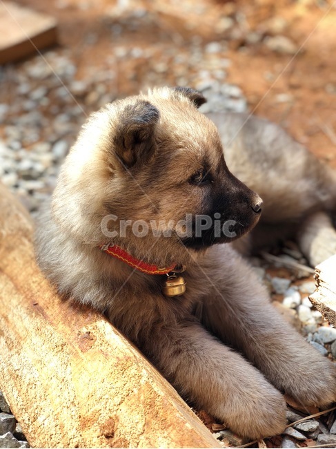 개,강아지,귀여운,방울,털,동물,animal,포유류,mammal,개,강아지,dog,doggy