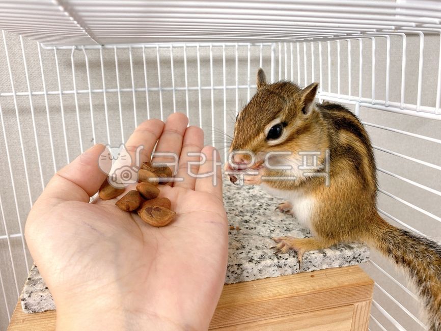 squirrel,nuts,chipmunk,animal,autumn,cute animals,pine nut,pet,small animal,special animals