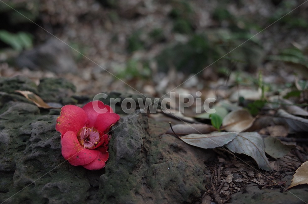 제주도,동백꽃,동백,겨울,빨간꽃,겨울꽃,식물,꽃,식물,자연,plants,nature,꽃,flower