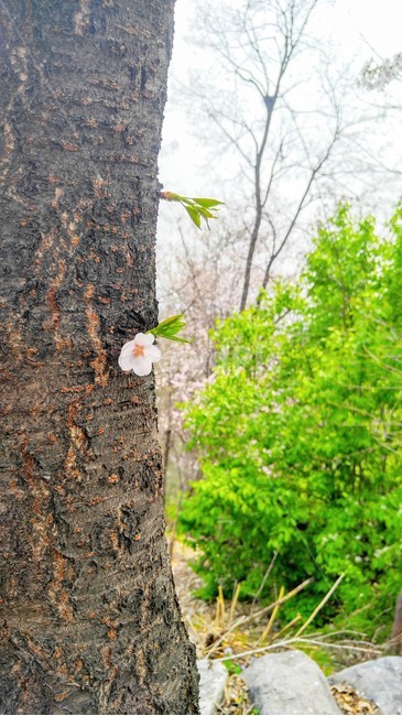 나무,벚꽃,자연,초록색,새싹,봄,생명,tree,green,flower