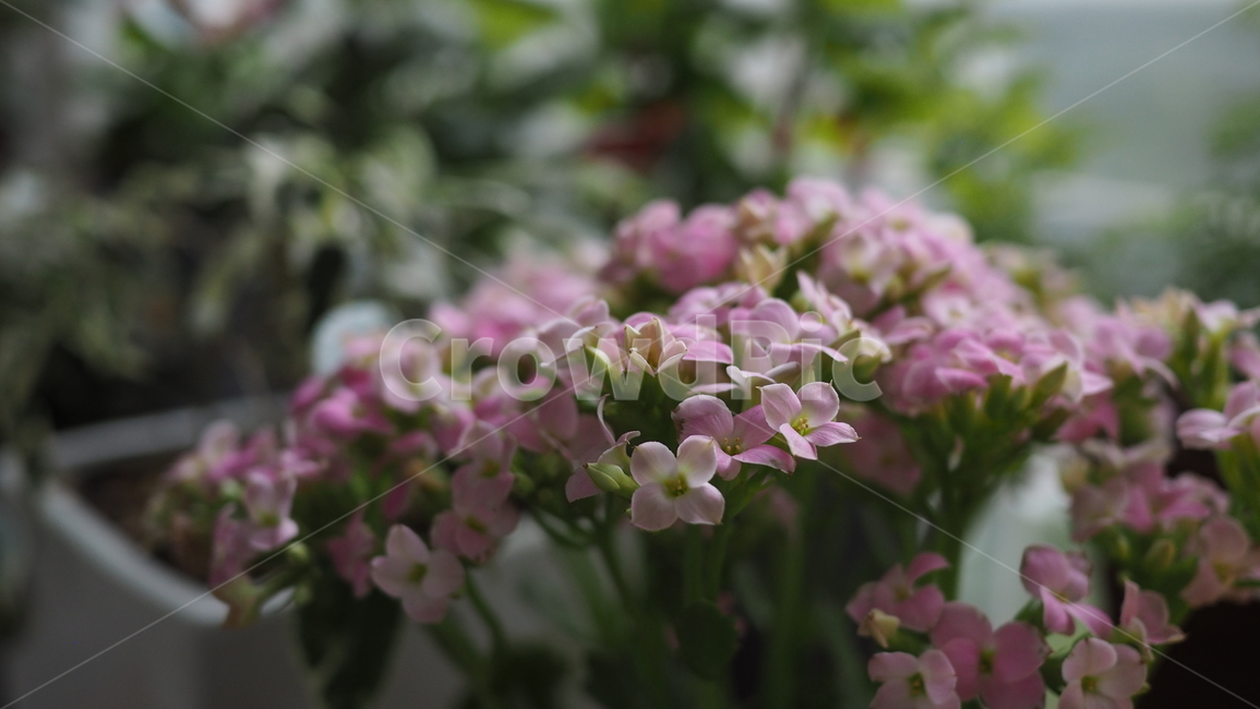 분홍꽃,분홍색,꽃,아웃포커스,flower