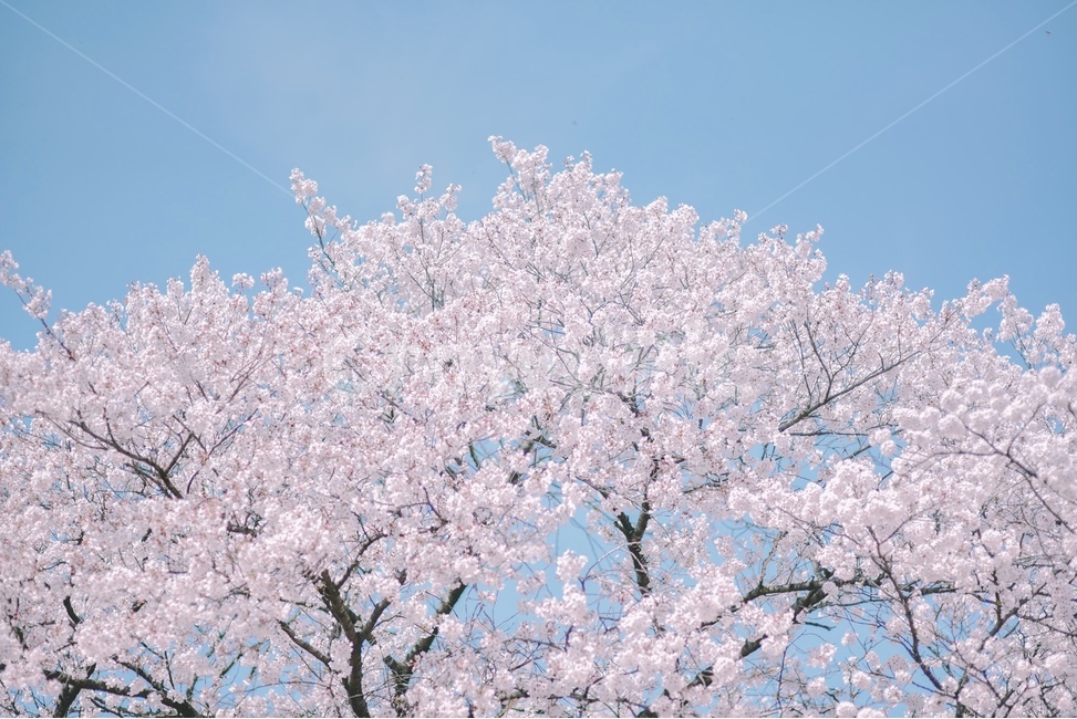 봄,벚나무,벚꽃,하늘,봄꽃,봄,계절,spring,season,식물,자연,plants,nature,꽃,flower,감성,sensible,feeling,plant,blossom