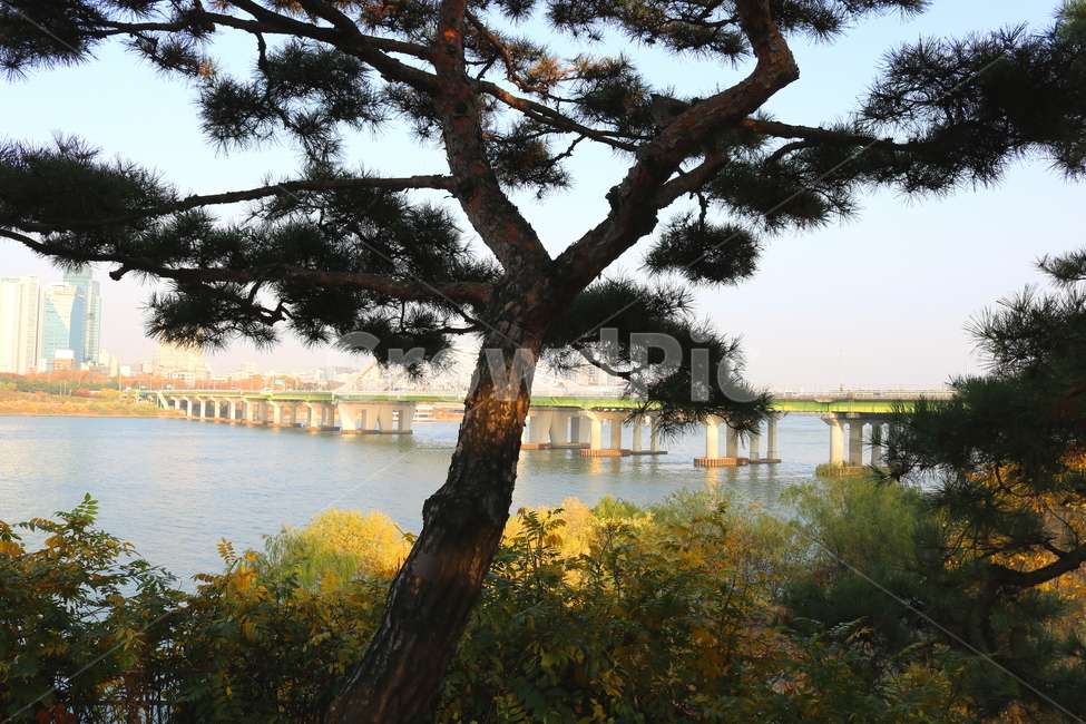 공원,선유도공원,한강공원,소나무,나무,양화대교,대교,다리,한강,자연,풍경,강,물,식물,자연,plants,nature,나무,trees,wood