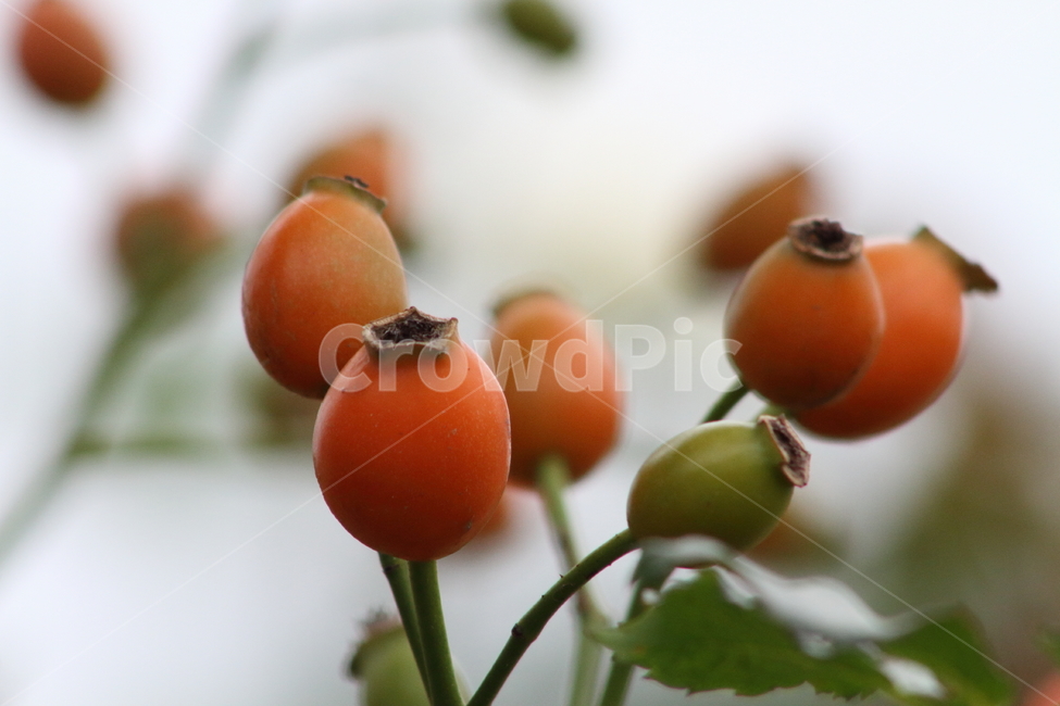 장미열매,열매,종자,번식,로즈힙,식물,자연,plants,nature,과일,열매,fruit