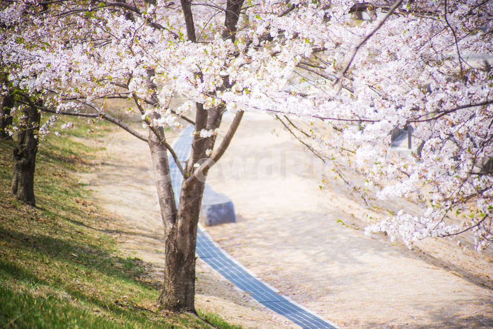 봄,의자,나무,벚나무,벚꽃나무,벚꽃,꽃,봄,계절,spring,season,식물,자연,plants,nature,나무,trees,wood,휴식,힐링,rest,relaxation,healing,plant,furniture,가구