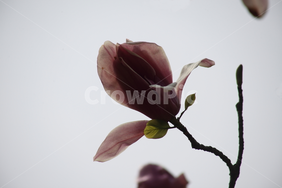자목련,꽃,봄,목련,kobusmagnolia