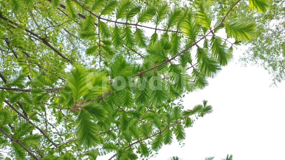 잎사귀,나무,하늘,여름,식물,구과식물,가지,잎,tree,초록색,식물,자연,plants,nature