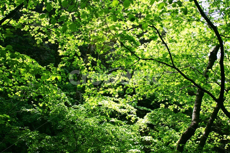 신록,새순,나무새순,자연풍경,한국풍경,싱그러움,식물,자연,plants,nature,나무,trees,wood