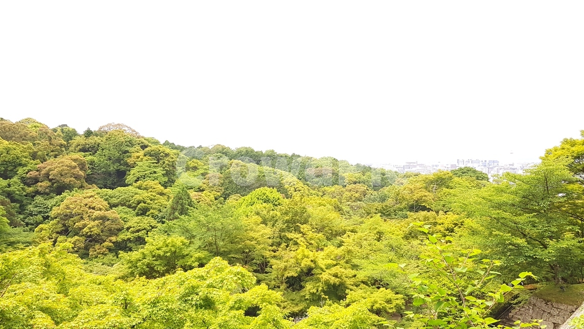 숲,나무,풍경,배경,일본,자연,풍경,nature,landscape,vegetation,초목,plant,식물,land,땅,tree,outdoors,옥외,rainforest,열대 우림,bush,부시,jungle,밀림