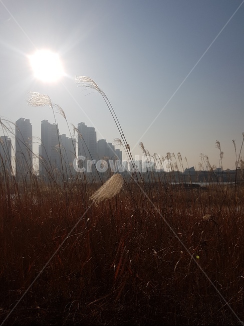 아파트,자연,갈대,햇빛,노을