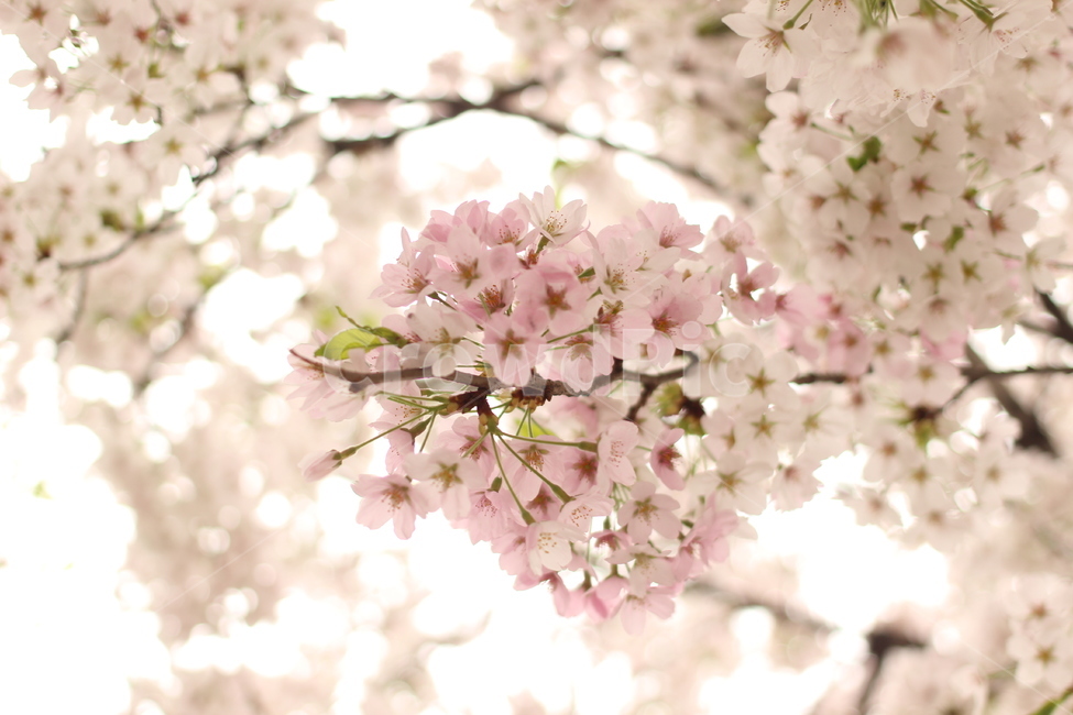 꽃,벚꽃,꽃사진,접사,하늘,봄,계절,spring,season,식물,자연,plants,nature,꽃,flower,plant,blossom
