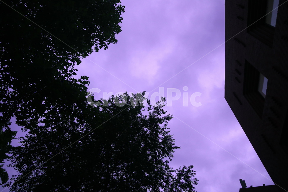 하늘,보라,구름,보라빛,나뭇잎,나무,sky,violet,purple,cloud,tree,leaves