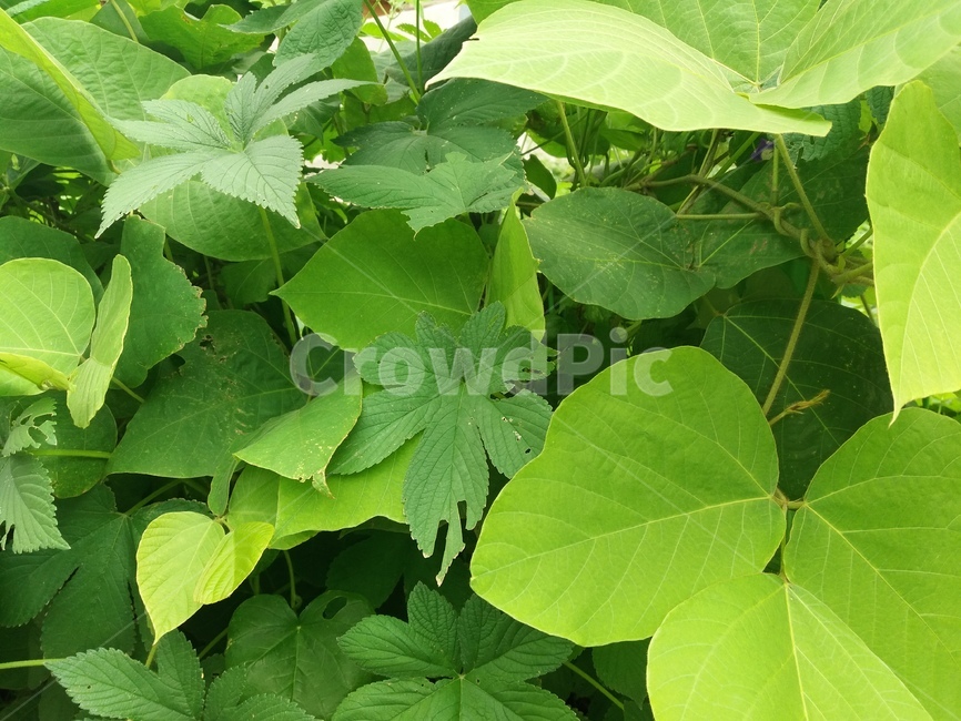 plant,leaf,잎,식물,칡,덩굴식물,식물,자연,plants,nature