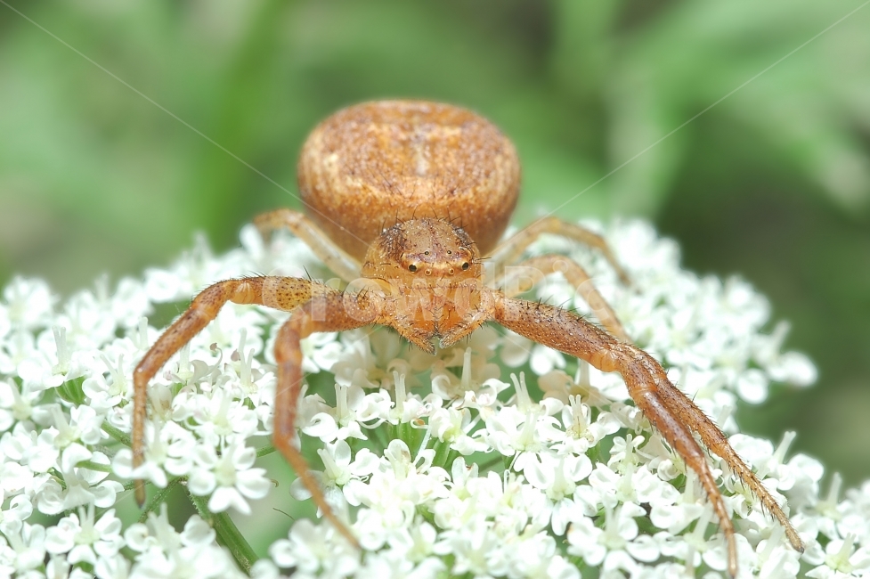 자연,접사,매크로,마이크로,곤충,Nature,closeup,macro,micro,insects,거미,식물,자연,plants,nature,꽃,flower,동물,animal,곤충,벌레,insect,bug